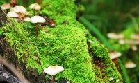 世界短跑线上对抗赛暑期特训营数据与战术评估发布，世界短跑锦标赛